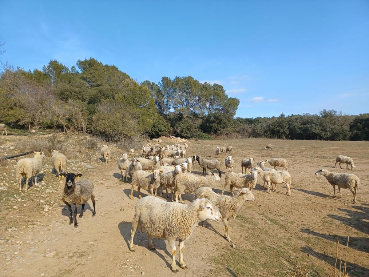 3Natura Avinyonet de Puigventós Zewnętrze zdjęcie
